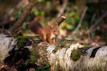 Red Squirrel, sciurus vulgaris, Adult standing on Stump, Normandy