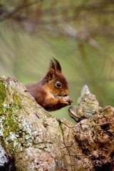Red Squirrel, sciurus vulgaris, Adult standing on Stump, Eating Hazelnut, Normandy