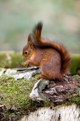 Naklejka na ściany i meble Red Squirrel, sciurus vulgaris, Adult standing on Stump, Eating Hazelnut, Normandy