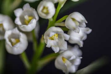 Lily of the valley