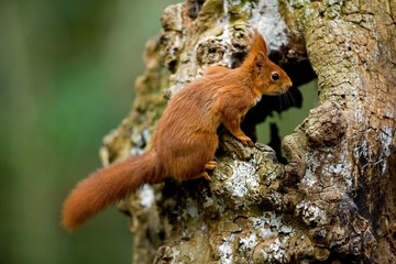 Red Squirrel, sciurus vulgaris, Adult standing on Stump, Normandy