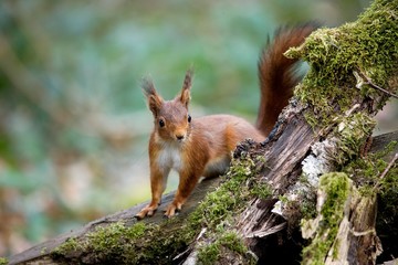 Naklejka na ściany i meble Red Squirrel, sciurus vulgaris, Adult standing on Stump, Normandy