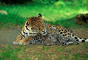 Jaguar, panthera onca, Mother with Cub laying © slowmotiongli