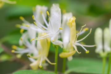 Fototapeta premium a white flower