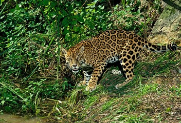 Jaguar, panthera onca, Adult going to Puddle