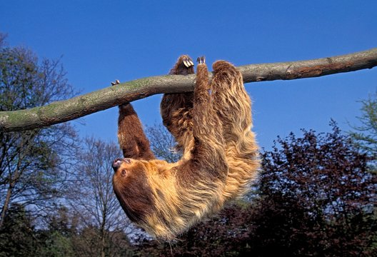 Two Toed Sloth, choloepus didactylus, Adult Hanging from Branch, Moving