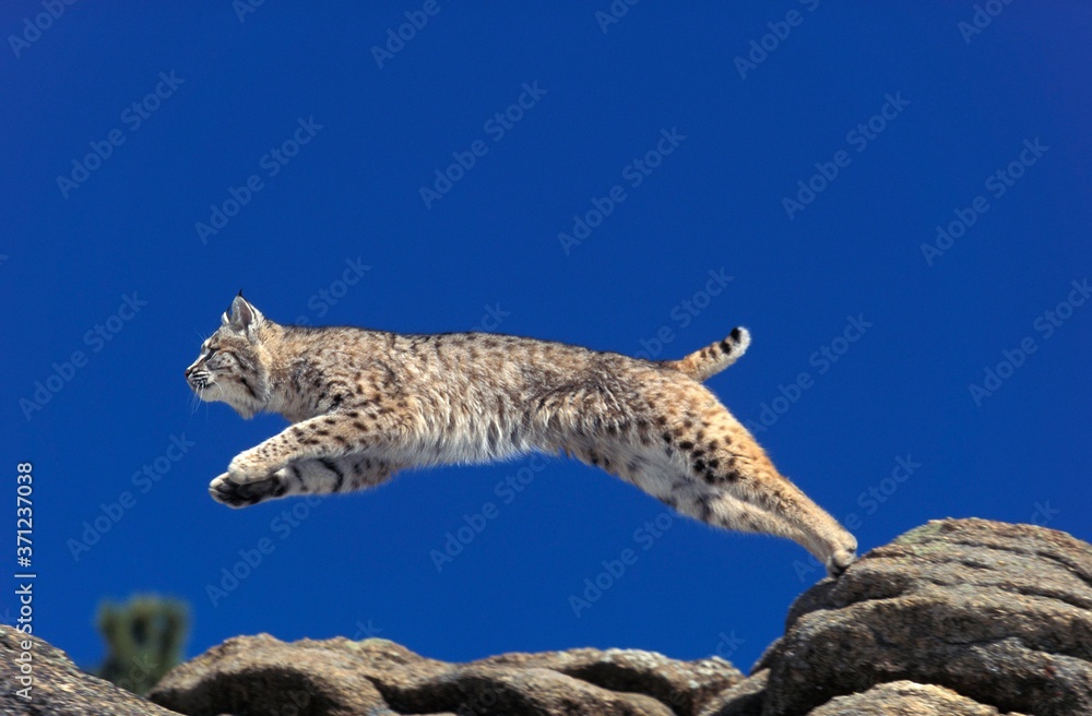 Canvas Prints bobcat, lynx rufus, adult leaping from rocks, canada