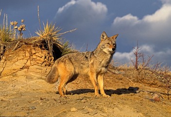 Coyote, canis latrans, Montana