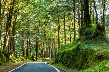 Fototapeta premium The asphalt road through in forest, Alishan Forest Recreation Area in Chiayi, Taiwan.