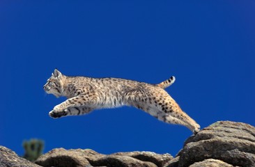 Bobcat, lynx rufus, Adult Leaping from Rocks, Canada © slowmotiongli