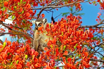 Ring Tailed Lemur, lemur catta, Adult Standing in Flamboyant Tree, delonix regia, Berent Reserve in Madagascar © slowmotiongli
