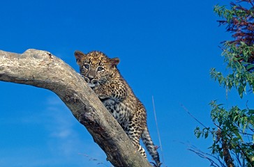 Leopard, panthera pardus, cub standing on Branch against Blue Sky