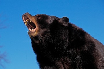 American Black Bear, ursus americanus, Adult with Open Mouth, in Defensive Posture, Canada
