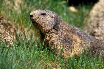 Naklejka na ściany i meble Alpine Marmot, marmota marmota, Adult standing on Grass, Alps in South East of France