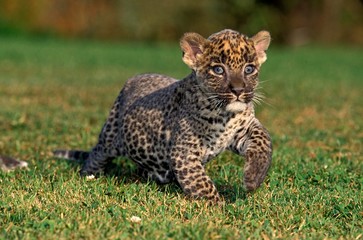 Leopard, panthera pardus, cub standing on Grass