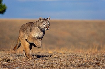 Naklejka na ściany i meble Cougar, puma concolor, Adult running, Montana