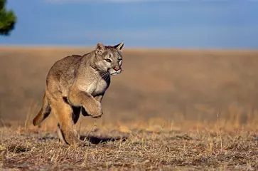Poster Cougar, puma concolor, Adult running, Montana © slowmotiongli