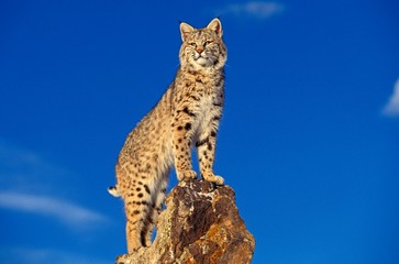 Bobcat, lynx rufus, Adult standing on Rocks, Canada © slowmotiongli