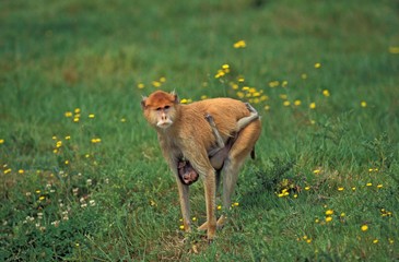 Patas Monkey, erythrocebus patas, Mother carrying Young