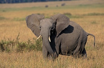Fototapeta premium African Elephant, loxodonta africana, Masai Mara Park in Kenya