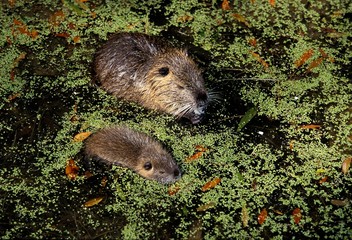 Nutria, myocastor coypus, Mother with Young standing in Water