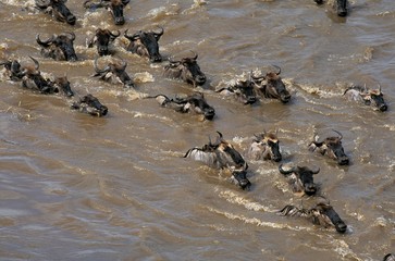Obraz premium Blue wildebeest, connochaetes taurinus, Herd crossing Mara River during Miration, Masai Mara Park in Kenya