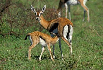 Naklejka na ściany i meble Thomson's Gazelle, gazella thomsoni, Mother with Young Suckling, Masai Mara Park in Kenya