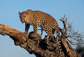 Leopard, panthera pardus, Adult standing on Stump against Blue Sky