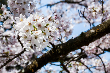 Cherry flowers bloom in Chiayi's Alishan, Taiwan, Alishan Forest Recreation Area in Chiayi, Taiwan.