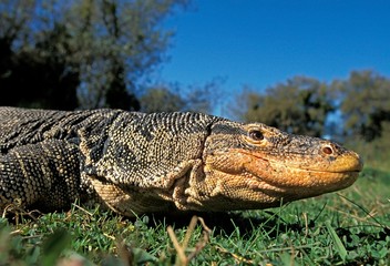 Water Monitor Lizard, varanus salvator, Close-up of Head