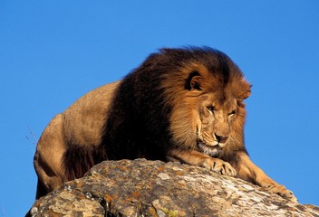African Lion, panthera leo, Male with Beautifful Mane