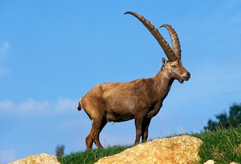 Alpine Ibex, capra ibex, Male