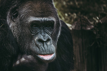 Portrait d'un gorille des plaines de l'ouest