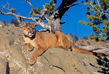 Cougar, puma concolor, Adult laying on Rocks, Montana