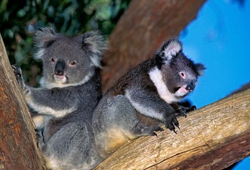 Koala, phascolarctos cinereus, Mother with Young, Australia