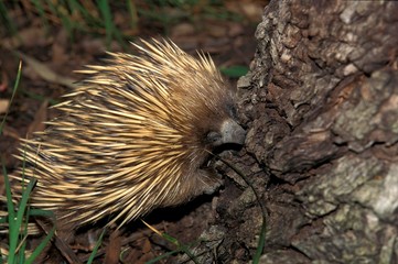 Short Beaked Echidna, tachyglossus aculeatus, Adult looking for Food in Stump, Australia
