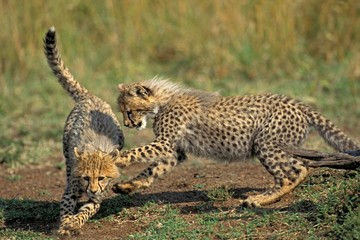 Cheetah, acinonyx jubatus, Cub playing, Masai Mara Park in Kenya