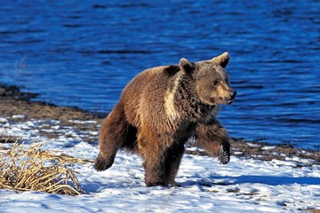 Fototapeta na wymiar Grizzly Bear, ursus arctos horribilis, Adult standing on Snow, Alaska