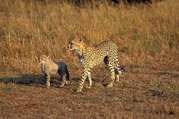 Cheetah, acinonyx jubatus, Mother with Cub, Masai Mara Park in Kenya