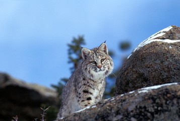 Bobcat, lynx rufus, Adult standing on Rocks, Canada © slowmotiongli