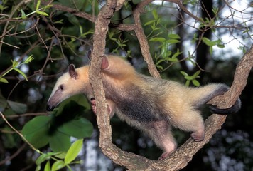 Southern Anteater, tamandua tetradactyla, Adult standing in Tree, Pantanal in Brazil