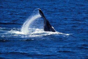 Fototapeta premium Humpack Whale, megaptera novaeangliae, Adult Beating Tail against Water Surface, Alaska