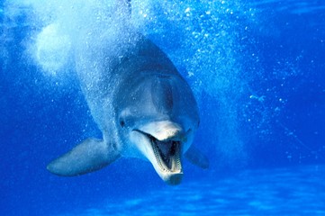 Bottlenose Dolphin, tursiops truncatus, Adult with Open Mouth, Funny Attitude © slowmotiongli