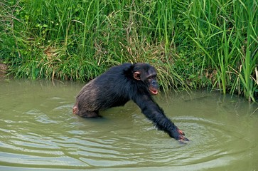 Chimpanzee, pan troglodytes, Adult entering Water