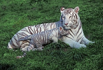 Fototapeta na wymiar White Tiger, panthera tigris, Mother with Cub laying on Grass