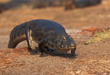 Broad Nosed Caiman, caiman latirostris, Adult walking, Pantanal in Brazil