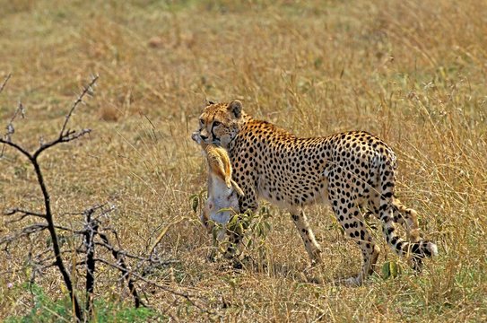 Cheetah, acinonyx jubatus, Adult with a Kill, a Rabbit, Masai Mara Park in Kenya