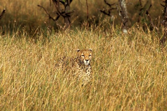 Cheetah, acinonyx jubatus, Adult camouflaged in Long Grass, Hunting, Masai Mara Park in Kenya