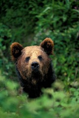 Brown Bear, ursus arctos, Head of Adult emerging from Leaves