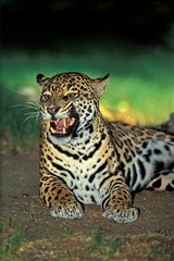 Jaguar, panthera onca, Female snarling, in Defensive Posture